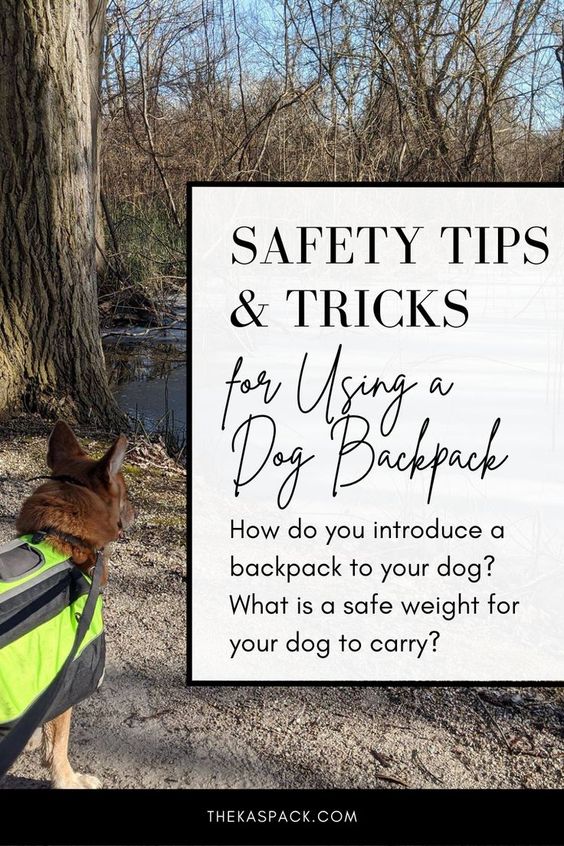 safety tips and tricks for using a dog backpack pin