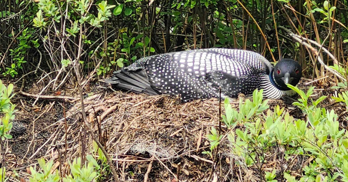 loon lying on its nest | Lake St. Peter Provincial Park: Video Review