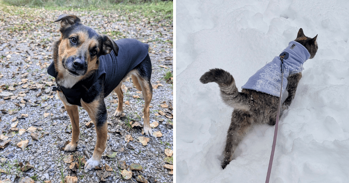 RC Pets Baseline Fleece | 2025 Holiday Gift Guide for Pets Who Love the Outdoors
