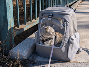 A small grey cat on leash sitting in an open Travel Cat The Navigator Backpack outside