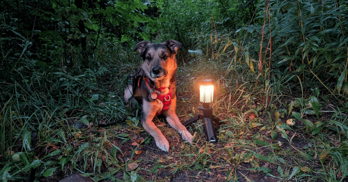 dog lying outdoors next a camp lantern | Our Campsite Lighting Setup